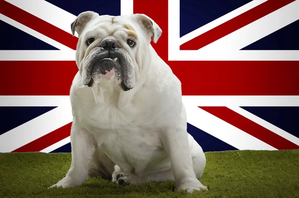 Bulldog seduto sull'erba — Foto Stock