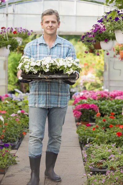 Giardiniere che trasporta cassa con vasi di fiori — Foto Stock