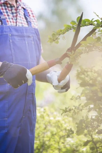 Vrolijke tuinman snijden takken — Stockfoto