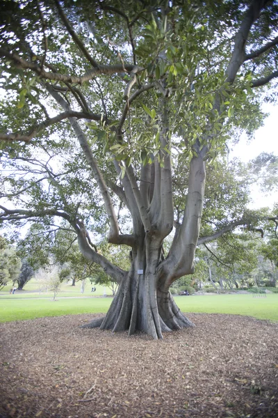 Large tree in botanical garden — Stock Photo, Image