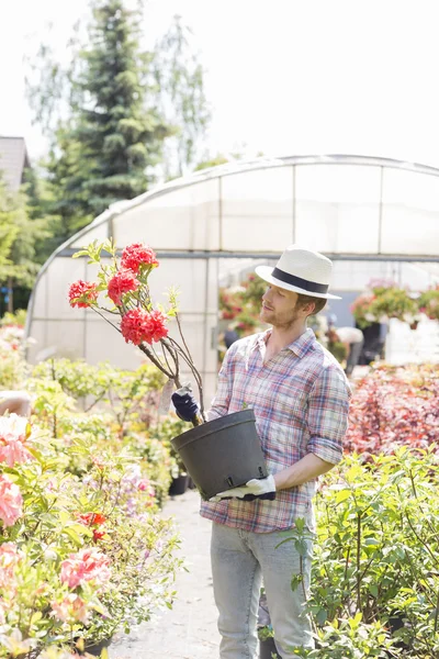 Male gardener looking at flower pot — Stock Photo, Image