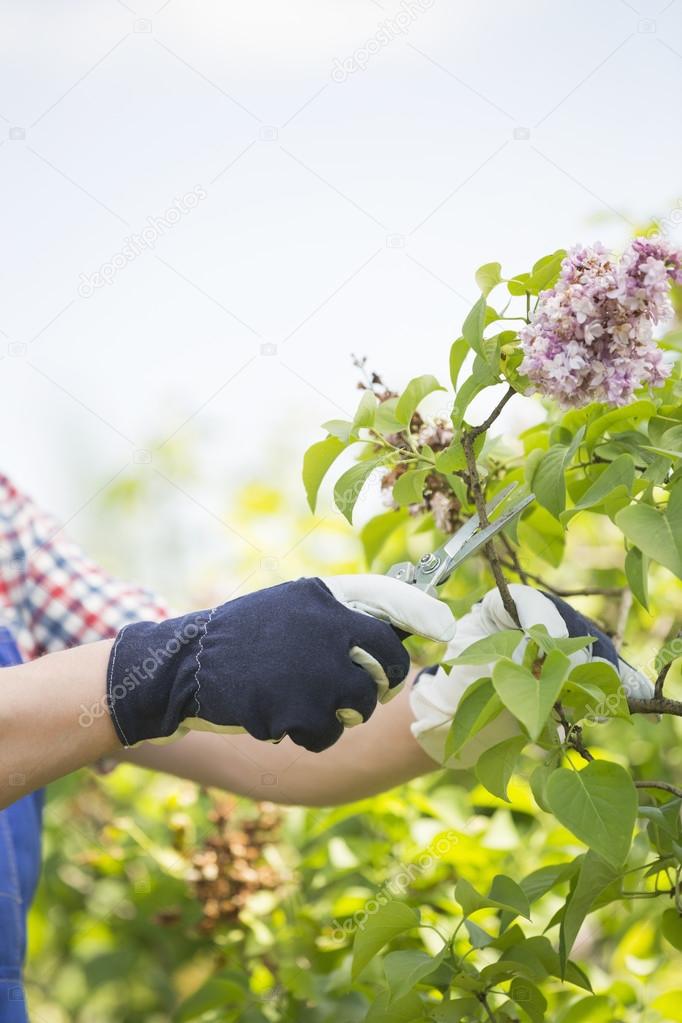 Gardener pruning branches