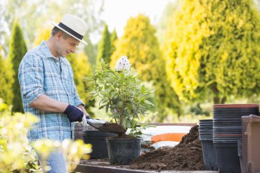 Bahçıvan bitki potu koyarak