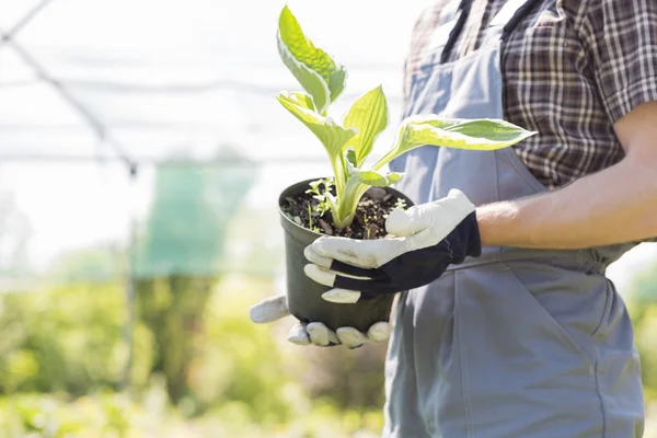 Jardineiro segurando vaso planta — Fotografia de Stock