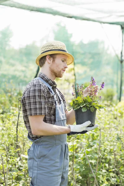 Jardineiro examinando vaso de flores — Fotografia de Stock