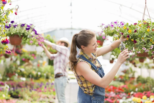 Gardener trimming plants — Stock Photo, Image