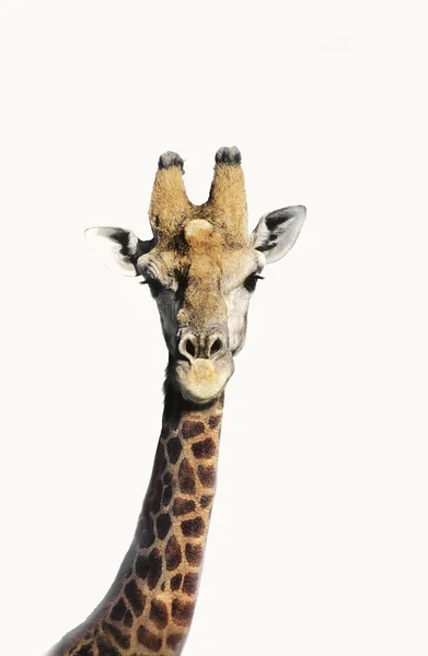 Giraffenkopf — Stockfoto