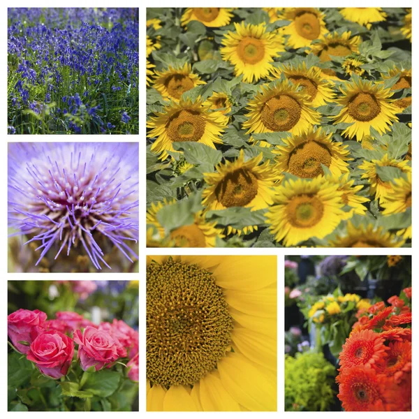 Různé krásné květiny — Stock fotografie