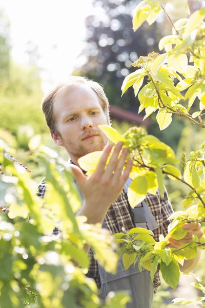 Gärtner untersucht Blätter — Stockfoto