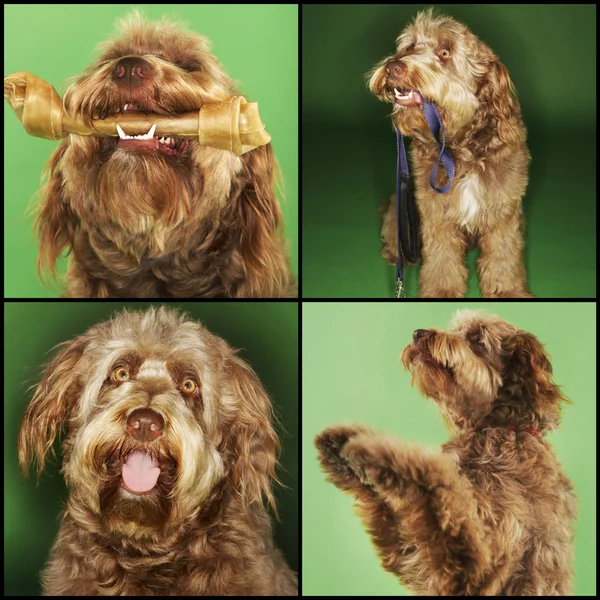 Perro haciendo varias actividades — Foto de Stock