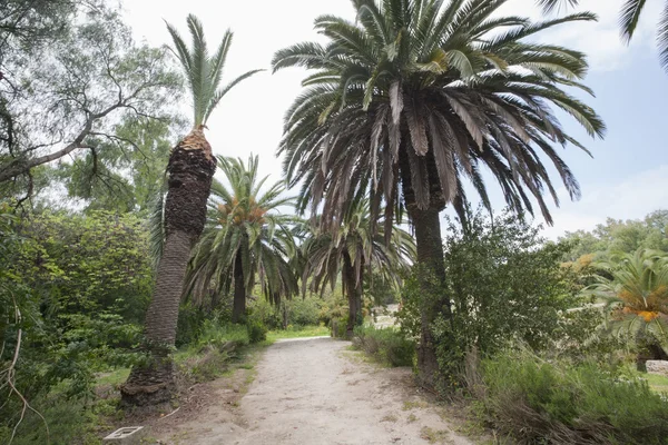 Weg tussen oude palmbomen — Stockfoto