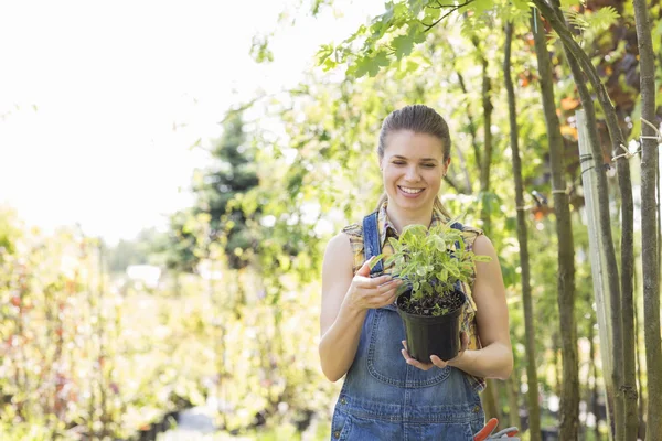 Woman looking at potted plant — Stock Photo, Image