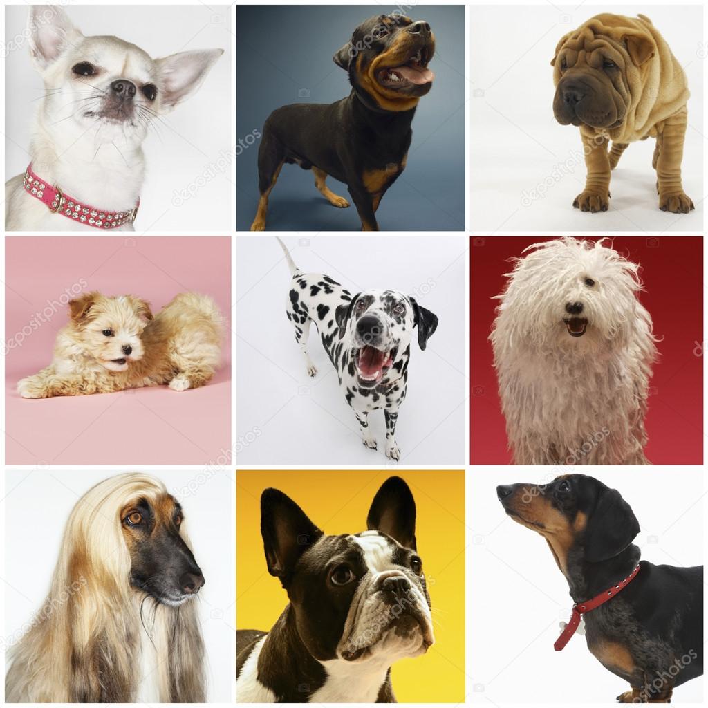 Pet dogs — Stock Photo © londondeposit 57281777
