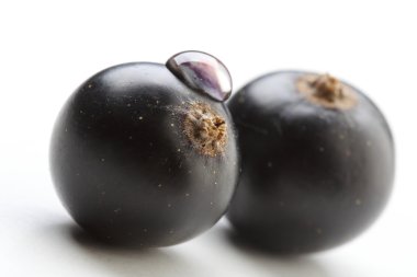 Taze siyah kuş üzümü