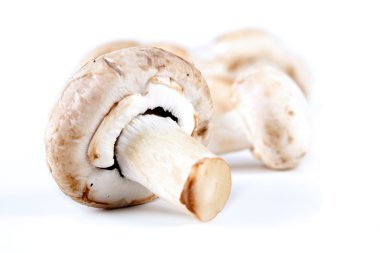 Champignones stüdyo çekim