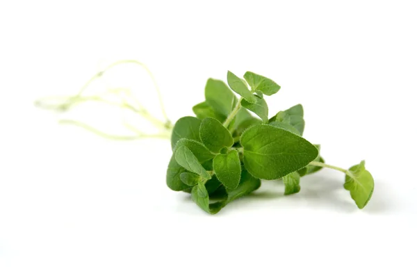 Verse groene oregano — Stockfoto