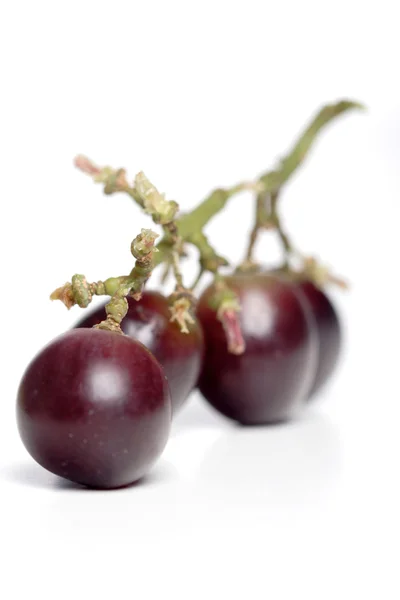 Uvas frescas maduras — Fotografia de Stock