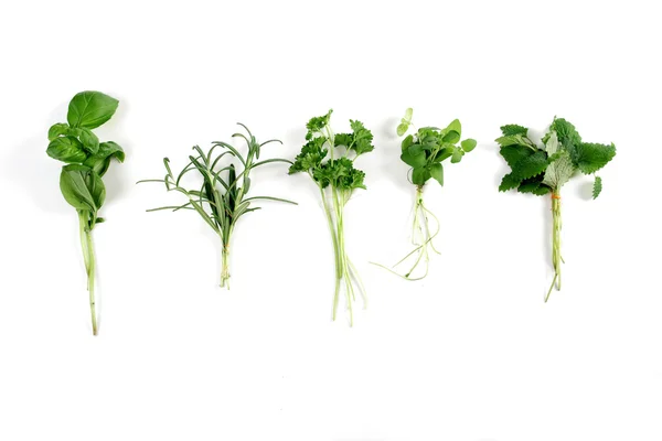 Fresh green herbs — Stock Photo, Image