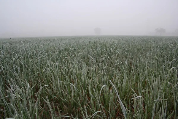 Hierba congelada en el prado — Foto de Stock