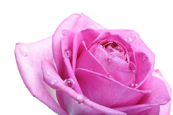 Rosa rosa hermosa —  Fotos de Stock