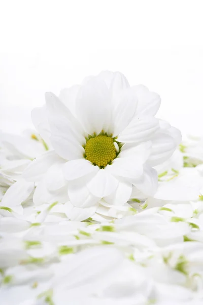 Beautiful Chrysanthemum flowers — Stock Photo, Image