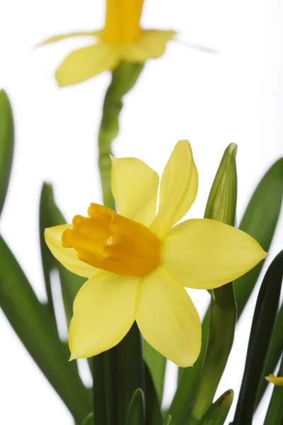 Bellissimi narcisi gialli — Foto Stock