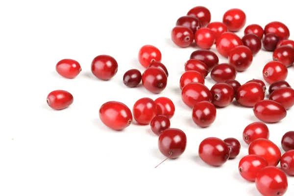 Cranberries maduras frescas — Fotografia de Stock