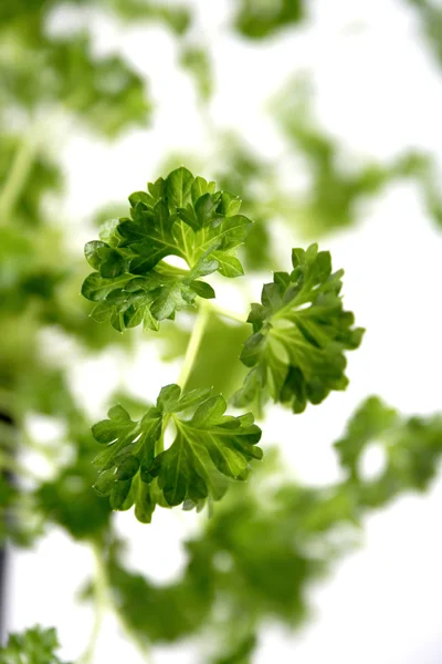 Fresh green  parsley — Stock Photo, Image