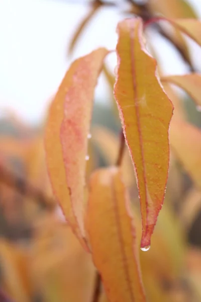 Automne dans la forêt — Photo