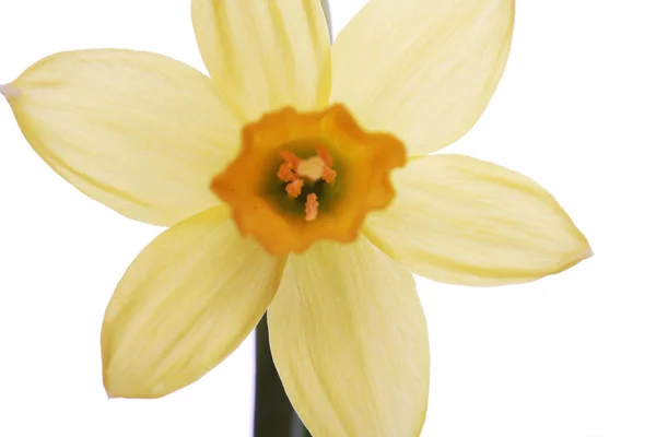 One Yellow daffodil — Stock Photo, Image