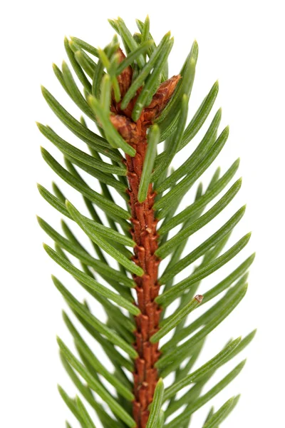 Green Pine branch — Stock Photo, Image