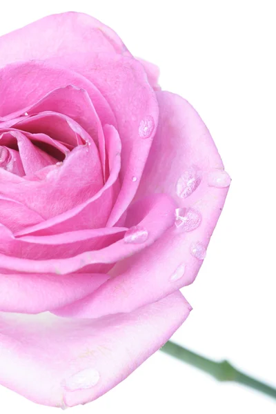 Beautiful pink Rose — Stock Photo, Image