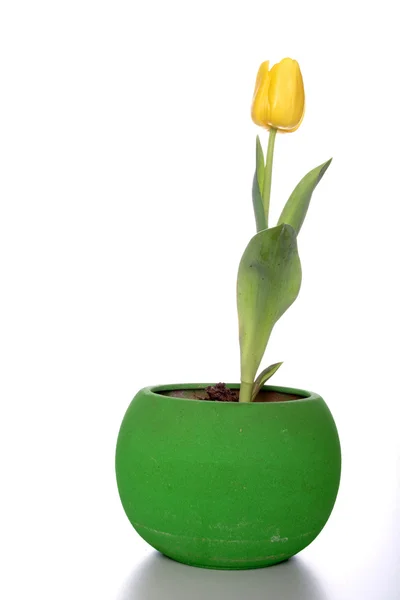 Flor de tulipán amarillo — Foto de Stock