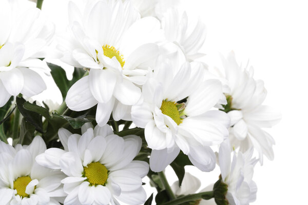 beautiful Chrysanthemum flowers