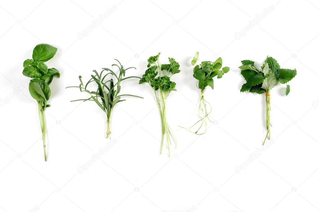 fresh green herbs