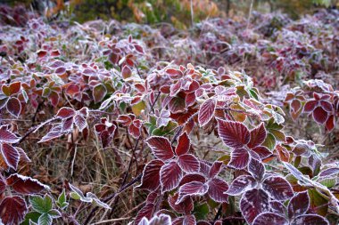 Mor dondurulmuş yaprakları