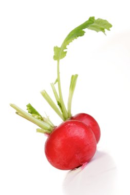 taze olgun raddishes