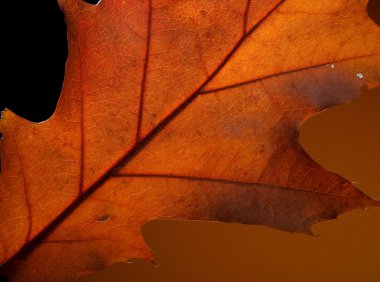 güzel sonbahar yaprak