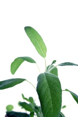 Taze yeşil adaçayı