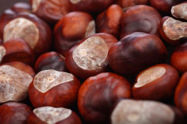 kahverengi kestane arka plan