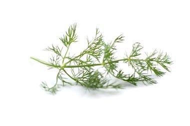 Taze yeşil dereotu.