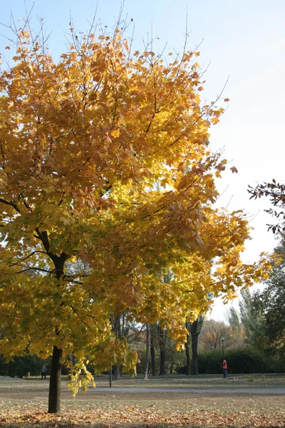 Stromy s listy, žluté — Stock fotografie