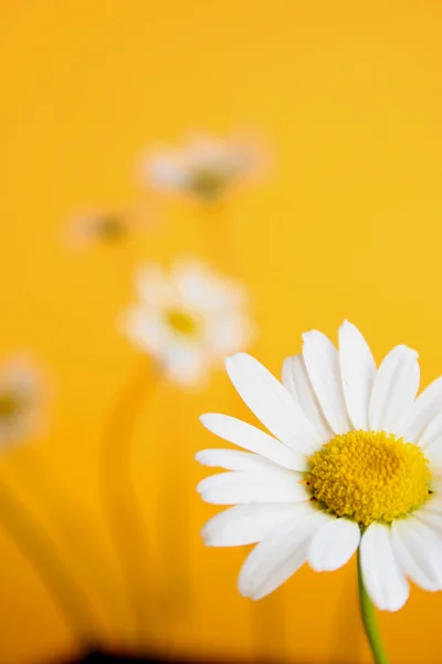 Lindas flores de camomila — Fotografia de Stock