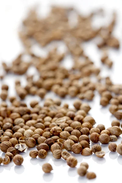 Died mustard seeds — Stock Photo, Image