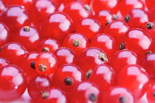 Reife rote Johannisbeeren — Stockfoto