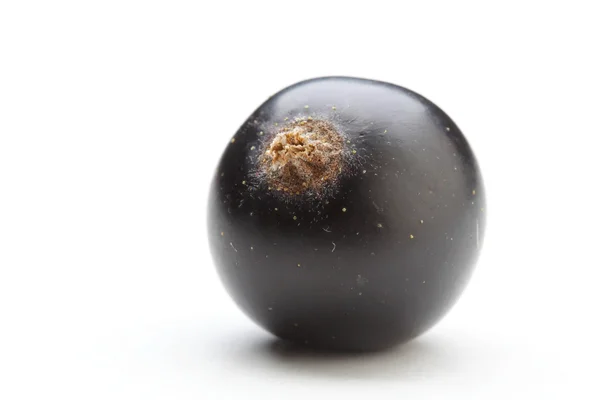 Bir Siyah frenk üzümü — Stok fotoğraf