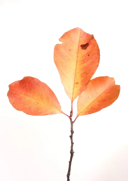 Beautiful autumn leaf — Stock Photo, Image