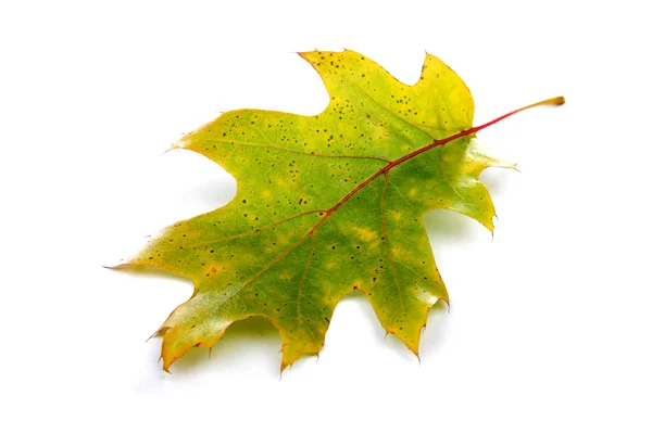 Zielony jesienny liść — Zdjęcie stockowe