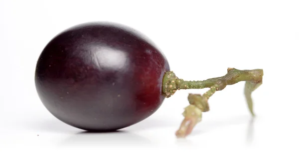 One ripe Grape — Stock Photo, Image