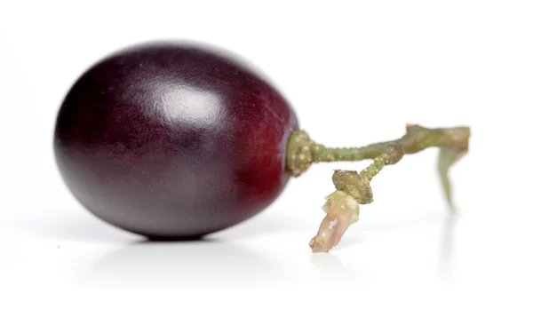 One ripe Grape — Stock Photo, Image